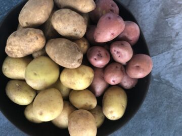 black bowl of russet yukon gold and red potatoes with a blue background 