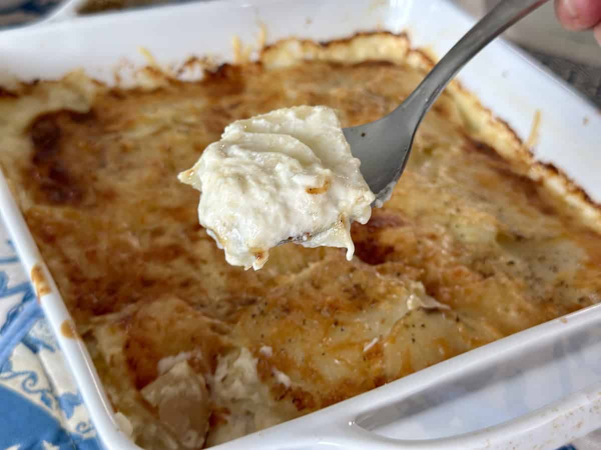 fork of au gratin potatoes held over white baking dish of au gratin potatoes on kitchen table